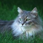 鹿晗的猫多少钱一只